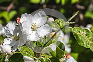 Flowering Crabapple tree closeup