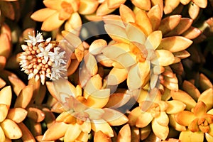 Flowering Crassulaceae in the garden