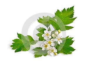 Flowering Crataegus, commonly called hawthorn, quickthorn, thornapple May-tree whitethorn or hawberry. Isolated on white