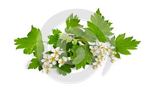 Flowering Crataegus, commonly called hawthorn, quickthorn, thornapple May-tree whitethorn or hawberry. Isolated on white