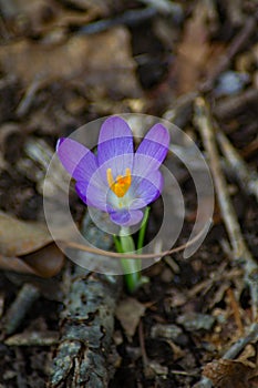 Crocus First Flower of Spring
