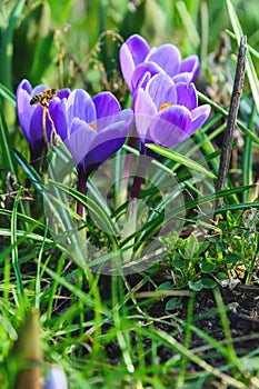 Flowering crocuses or crocuses with purple petals Spring Crocus. Crocuses are the first spring flowers that bloom in early sprin