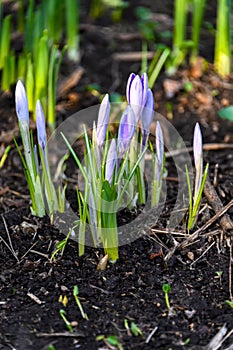 Flowering crocuses or crocuses with purple petals Spring Crocus. Crocuses are the first spring flowers that bloom in early sprin