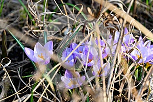 Flowering crocuses or crocuses with purple petals Spring Crocus. Crocuses are the first spring flowers that bloom in early sprin
