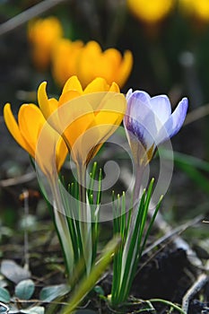 Flowering crocuses with purple and yellow petals Spring Crocus. Crocuses are the first spring flowers that bloom in early spring