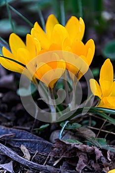 Flowering crocuses with yellow petals Spring Crocus. Crocuses are the first spring flowers that bloom in early spring