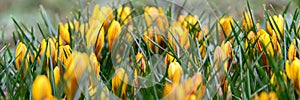 Flowering crocuses with yellow petals Spring Crocus. Crocuses are the first spring flowers that bloom in early spring