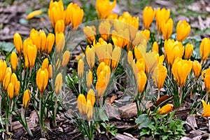 Flowering crocuses with yellow petals Spring Crocus. Crocuses are the first spring flowers that bloom in early spring