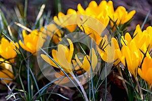 Flowering crocuses with yellow petals Spring Crocus. Crocuses are the first spring flowers that bloom in early spring