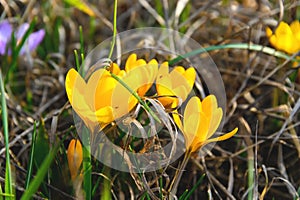 Flowering crocuses with yellow petals Spring Crocus. Crocuses are the first spring flowers that bloom in early spring