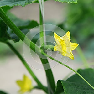 Flowering cucumber seedling with small cucumber.