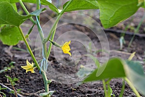 Flowering cucumber at a young plant