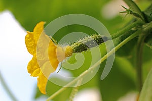 Flowering cucumbers, the ripening of cucumbers, yellow flowers