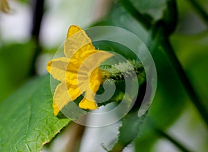 Flowering cucumbers, young cucumbers, yellow flower
