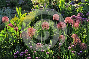 Flowering cultivated allium