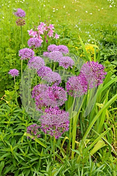 Flowering cultivated allium