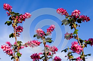 Flowering currant