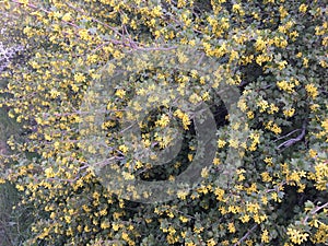 flowering currant bush, spring, flowers photo