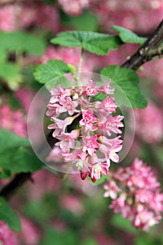 Flowering currant, Ribes sanguineum