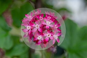 Flowering currant Ribes sanguineum, close-up deep-red flowers