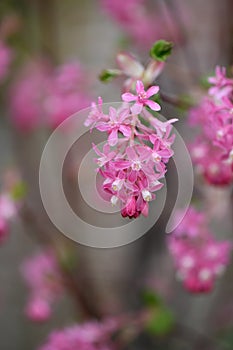 Flowering currant Ribes sanguineum King Edward VII, raceme of reddish pink flowers