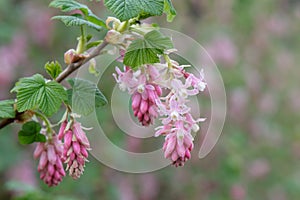 Flowering currant Ribes sanguineum, pending racemes of flowers