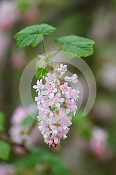 Flowering currant Ribes sanguineum Porky`s Pink, candy floss pink flowers