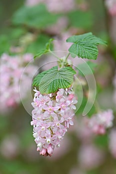 Flowering currant Ribes sanguineum Porky`s Pink, raceme of candy floss pink flowers