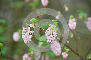 Flowering currant Ribes sanguineum Porky’s Pink, racemes of candy floss pink flowers