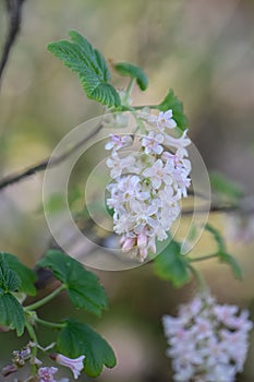 Flowering currant Ribes sanguineum Tydeman`s White, pending racemes of flowers