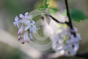 Flowering currant Ribes sanguineum Tydeman`s White, whitish pink flowers