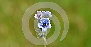 Flowering Cynoglossum creticum, Blue hound\'s tongue