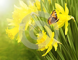 Flowering daffodils. Butterfly urticaria sits on a flower