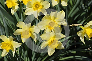 Flowering daffodils in t garden, yellow daffodil flowers