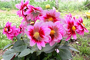 Flowering dahlia plant.Decorative plant for gardens and apartments.