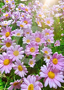 Flowering of daisies, Oxeye daisy, gardening concept. photo