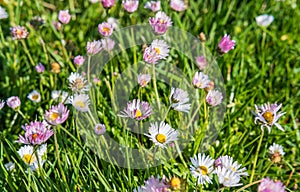 Flowering of daisies. Daisies, Wild daisy flowers growing on meadow, white chamomiles on green grass background