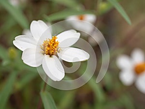 Flowering of daisies. Oxeye daisy, Leucanthemum vulgare, Daisies, Dox-eye, Common daisy, Dog daisy, Moon daisy