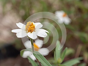 Flowering of daisies. Oxeye daisy, Leucanthemum vulgare, Daisies, Dox-eye, Common daisy, Dog daisy, Moon daisy