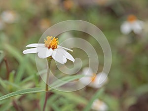 Flowering of daisies. Oxeye daisy, Leucanthemum vulgare, Daisies, Dox-eye, Common daisy, Dog daisy, Moon daisy