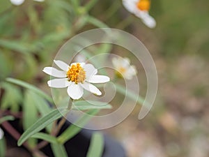 Flowering of daisies. Oxeye daisy, Leucanthemum vulgare, Daisies, Dox-eye, Common daisy, Dog daisy, Moon daisy