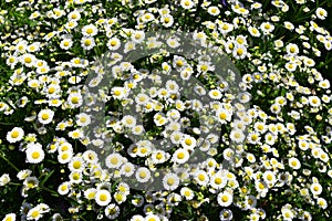 Flowering of daisies. Oxeye daisy, Leucanthemum vulgare, Daisies, Dox-eye, Moon daisy,Common daisy, Dog daisy. Flower concept in t