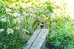 Flowering daisies in wild. Cultivation of medicinal plants. Decoration of flower bed in garden