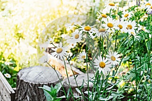 Flowering daisies in wild. Cultivation of medicinal plants. Decoration of flower bed in garden