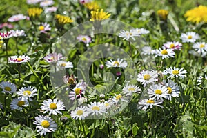 Flowering daisy common daisy, lawn daisy flowers on meadow. Wildflowers Bellis perennis with water drops