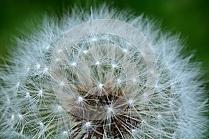 Flowering dandelion - detail of seeds