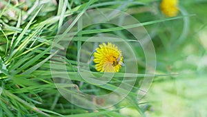 Flowering dandelion grass, Bees collect pollen, nectar and honey. Slow motion