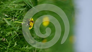 Flowering dandelion grass. Bees collect pollen, nectar from yellow flowers