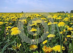 Flowering dandelion green field