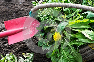 Flowering dandelion and other weeds in basket, red shovel propped up in basket in background of soil